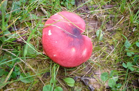 Roter Heringstäubling (Russula xerampelina) - © Bernard Wieser